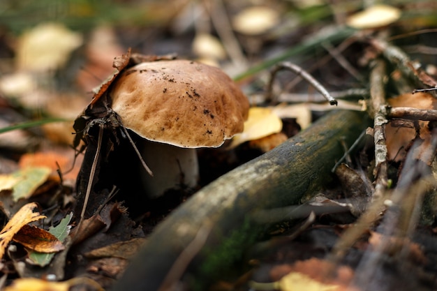 Le champignon blanc est un grand pdan dans la forêt. saison des champignons