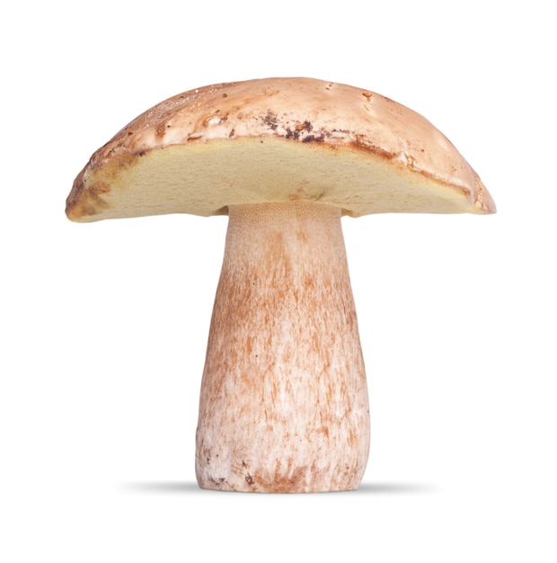 Un champignon blanc. isolé sur blanc