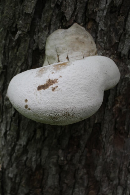 Photo un champignon blanc poussant sur un arbre