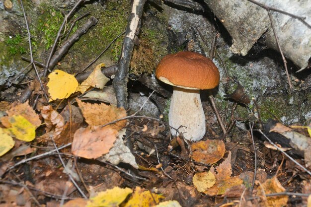 Champignon blanc sous les arbres