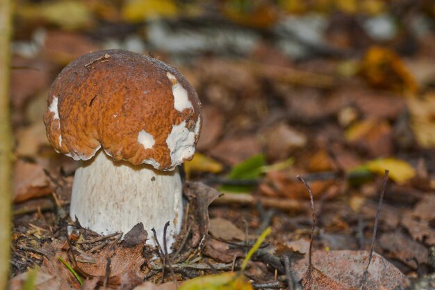 Champignon blanc sous les arbres