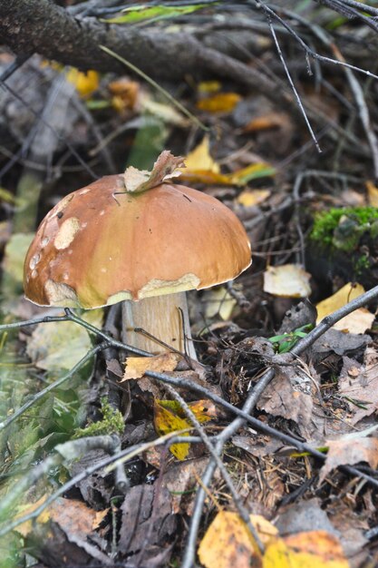 Champignon blanc sous les arbres