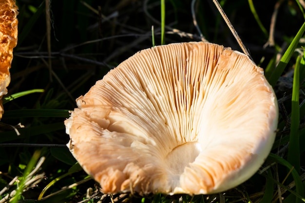 Champignon blanc