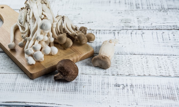 champignon sur le bois blanc