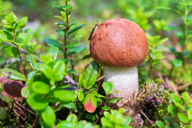 Champignon bolet Leccinum aurantiacum Champignon comestible poussant dans la forêt