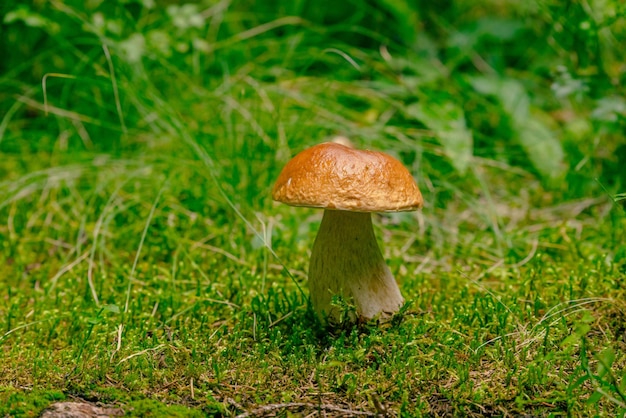 Le champignon Boletus edulis pousse à partir de mousse