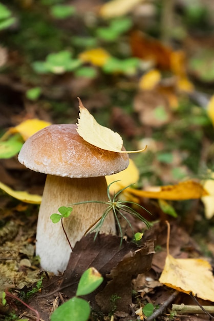 Le champignon Boletus avec feuille de bouleau jaune sur le capuchon pousse dans la forêt d'automne