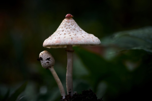 Un champignon avec un bonnet rouge est sur un fond sombre.