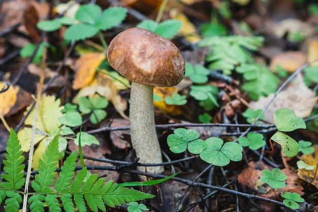 Champignon de bouleau dans la forêt. Champignon comestible avec chapeau brun