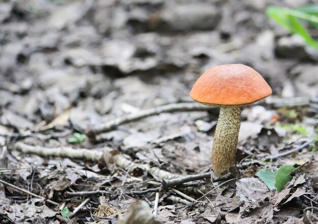 Le champignon de bouleau orange-cup pousse dans la forêt sauvage.