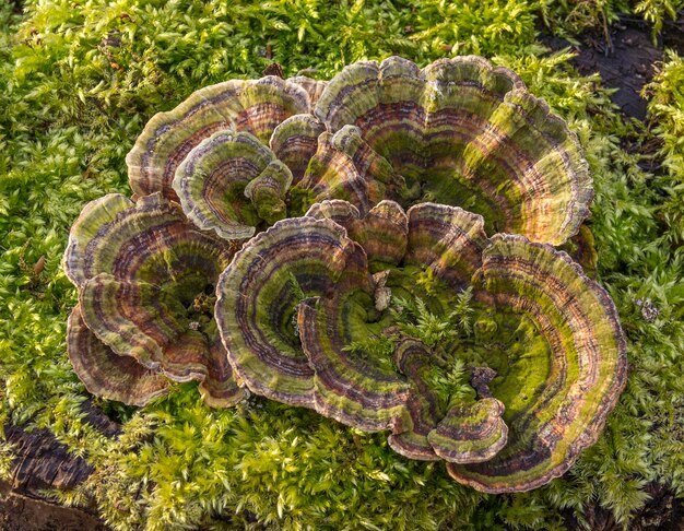 champignon de la bracket naturelle en gros plan