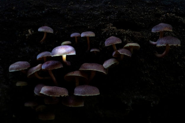 Champignon brillant dans la forêt naturelle thaïlandaise