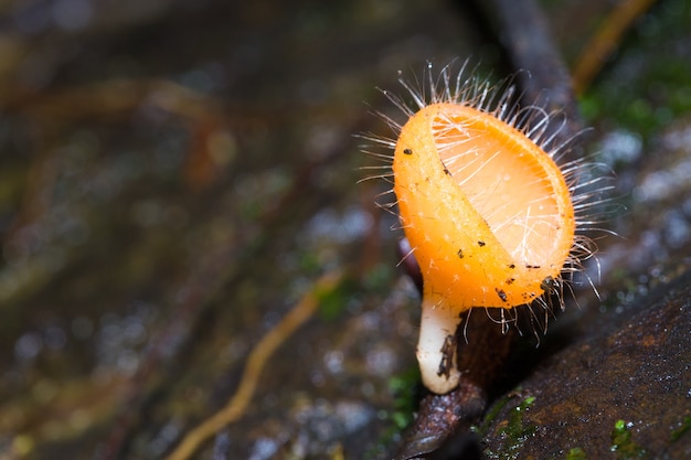 champignon sur la brindille