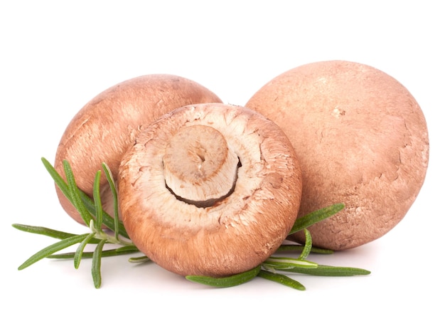 Champignon brun et feuilles de romarin