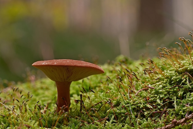 Un champignon sur une bûche moussue avec le mot champignon dessus