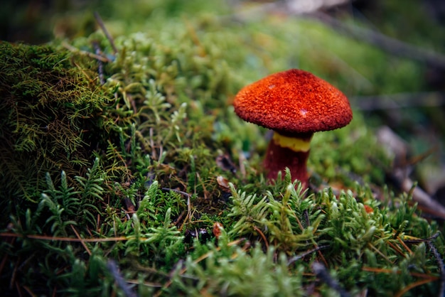 Champignon avec une calotte écailleuse rouge vif, gros plan, arrière-plan vert flou. Boletinus asiaticus poussant parmi la mousse dans une forêt humide. Beaux champignons vénéneux.