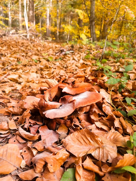 Photo champignon cep qui poussent dans la forêt d'automne. cueillette de champignons