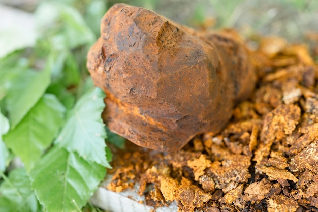 Champignon chaga cueilli ou fourré, champignon ou champignon parasite du bouleau sauvage, il est utilisé en médecine alternative pour préparer du thé de guérison pour le traitement de covid-19. chaga nettoyé et feuilles sur planche de bois