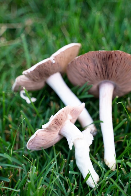 Champignon de champ sur fond d'herbe verte