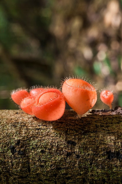 Champignon Champagne dans la forêt tropicale, Thaïlande