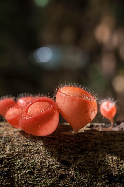 Champignon de champagne dans la forêt tropicale, Thaïlande