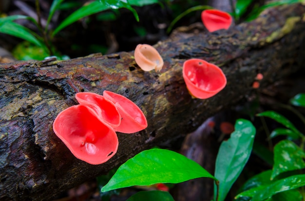 Champignon Champagne en forêt