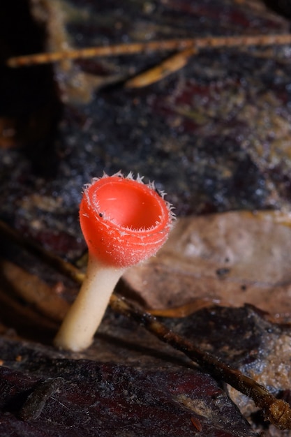 Photo champignon champaign