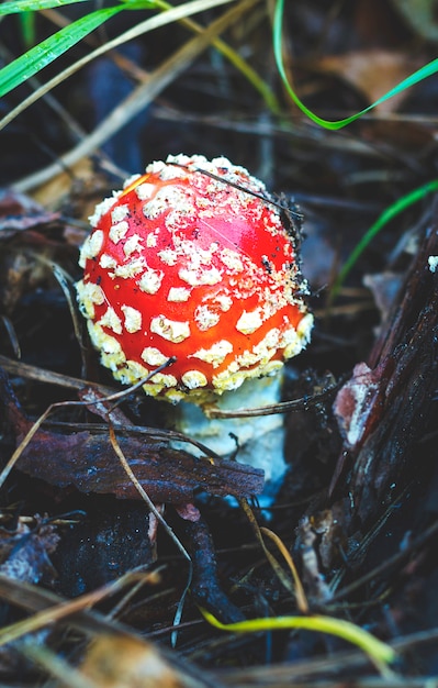 Champignon champignon non comestible et toxique