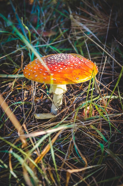 Champignon champignon non comestible et toxique