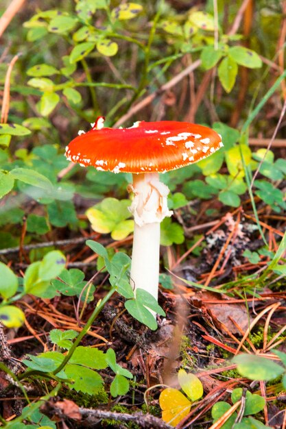 Champignon champignon rouge dans la forêt. Champignon psychoactif aux effets hallucinogènes