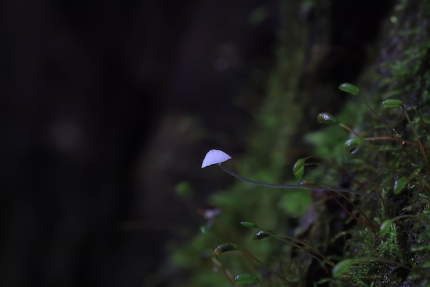 champignon champignon toxique psychédélique dangereux écosystème