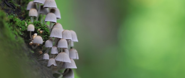 Photo champignon champignon toxique psychédélique dangereux écosystème