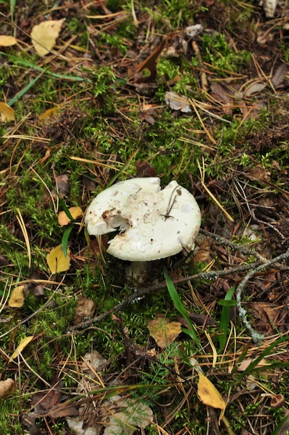 Champignon, champignon vénéneux sur fond de mousse verte et de feuilles jaunes. Automne dans la forêt.