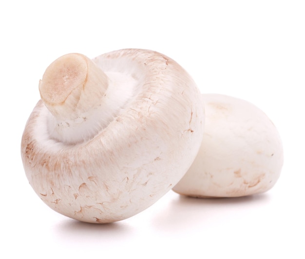 Champignon champignon