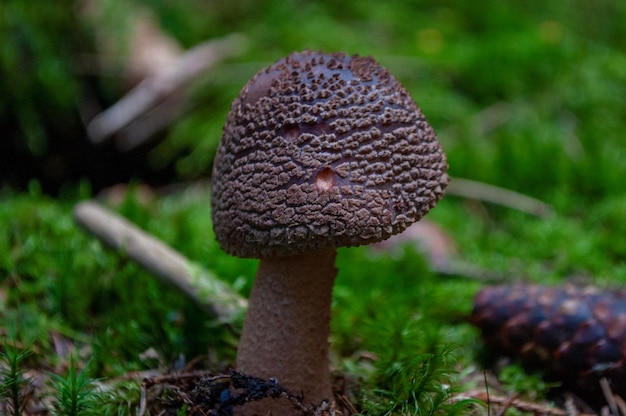 Photo un champignon avec un chapeau brun et un chapeau brun est dans l'herbe.