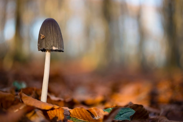 Champignon à chapeau noir