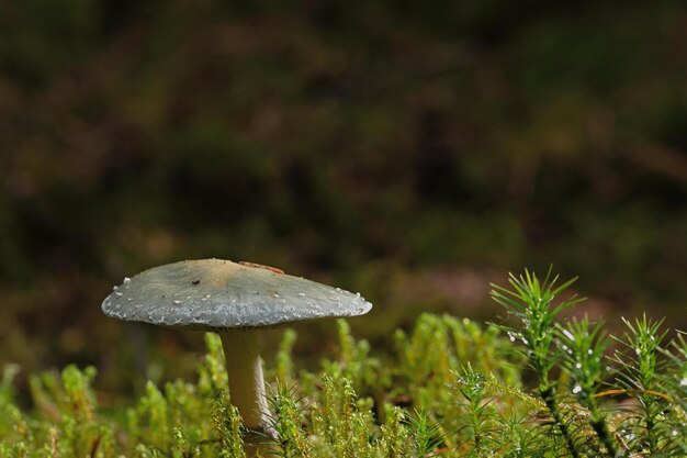 Un champignon avec un chapeau de pluie dessus dans l'herbe