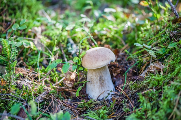 Champignon comestible Boletus edulis se développe dans la forêt.