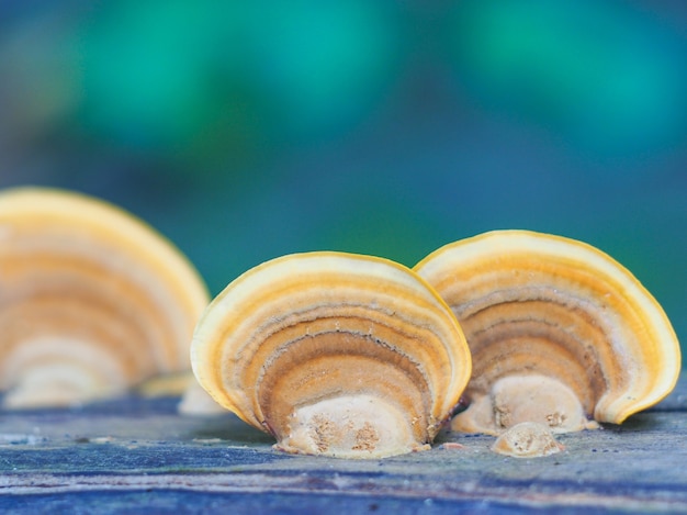 Photo champignon cultivé sur la bûche pourrie avec fond vert flou