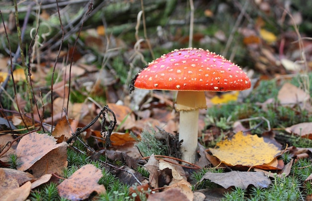 Champignon dans la clairière d'automne de forêt