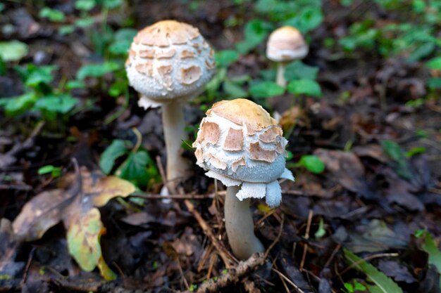 Champignon dans un fond naturel. Photo de haute qualité