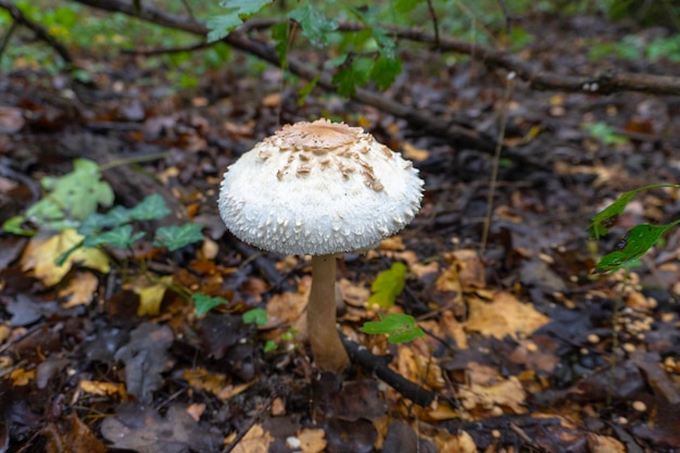 Champignon dans un fond naturel. Photo de haute qualité