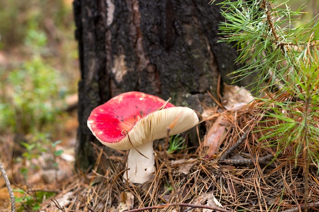 Champignon dans la forêt d&#39;automne