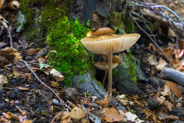 Champignon dans la forêt humide