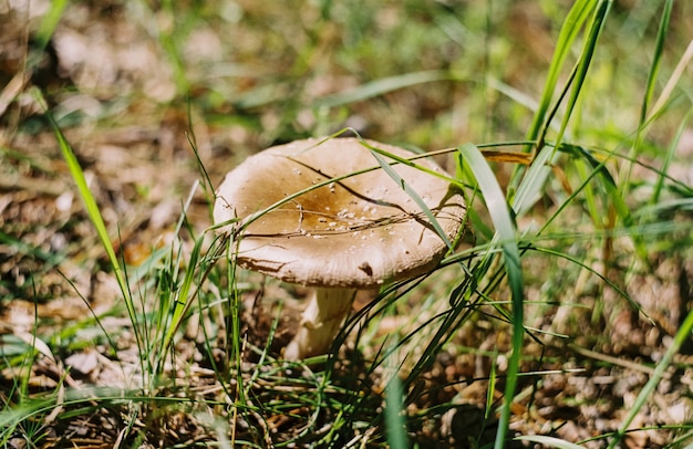 Champignon dans la forêt.