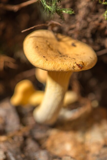 Champignon dans la forêt