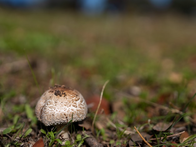 Champignon dans l'herbe