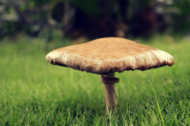 Champignon dans l'herbe