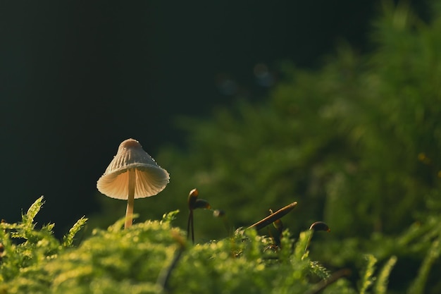 Champignon dans l'herbe