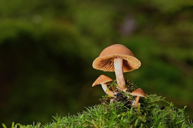 Champignon dans l'herbe